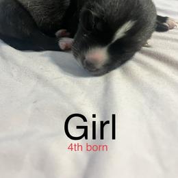Siberian Husky Puppies from Howlin’ Husky Farms
