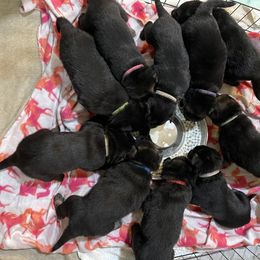German Shepherd Puppies from Dady Shepherds