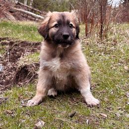 Brioche - Tan female Colorado Mountain Dog puppy in Cotopaxi, Colorado from Waterloo Mountain Farm