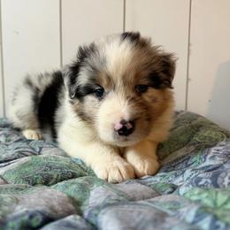 Scrabble - Blue merle male Australian Shepherd puppy in Kearney, Nebraska from Helix Aussies