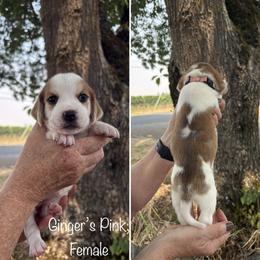 Girl 5 - female Beagle puppy in Brownsville, Oregon from Beagles on the Run