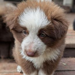 Momma Fortuna - Panda female German Shepherd puppy in Olean, New York from F&B Kennels