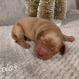 Nicolas - Red  male Goldendoodle puppy in Eau Claire, Wisconsin from Fisher River Doodle's