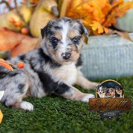 Timber - Blue merle male Miniature Australian Shepherd puppy in Granbury, Texas from Best Little Aussies