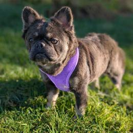 Violet - French Bulldog