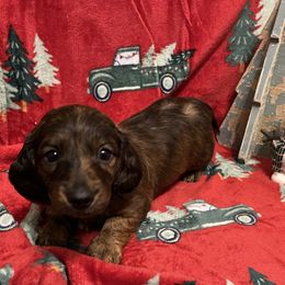 Rusty - male Dachshund puppy in Massachusetts from Honey Bee Dachshunds