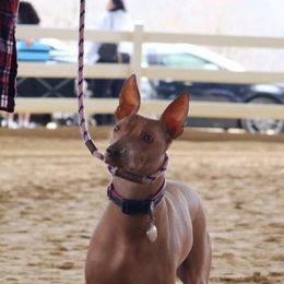 "Cocoa Huatuntupaq at a shoe " Peruvian Inca Orchid All Grown Up from Calypso Kennel