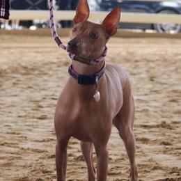 "Cocoa Huatuntupaq at a shoe " Peruvian Inca Orchid All Grown Up from Calypso Kennel