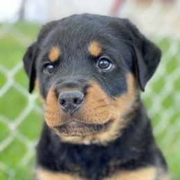 Rottweiler Puppies from Happy Rottweilers