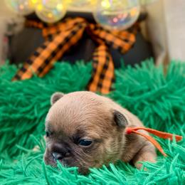 Clementine - Blue fawn female French Bulldog puppy in Claremore, Oklahoma from Frenchie Frys