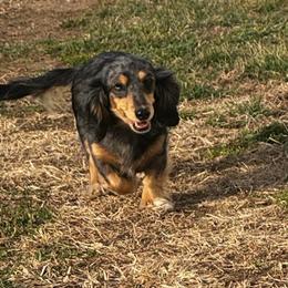 Malli - Dachshund