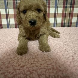 Daphne - Red  female Goldendoodle puppy in Lowville, New York from Adirondack Labradoodles