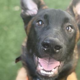 Golden Retrievers from Hollow Valley Kennels Golden Retrievers & Belgian Malinois