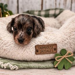 Dapple Female - Pet Only - Limited AKC - Dapple female Dachshund puppy in Nashville, Tennessee from Farmhouse Sausages - Located in TN delivers all over US including California