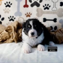 BTM1 - Black tri-color male Australian Shepherd puppy in Warm Springs, Georgia from Out West Aussies