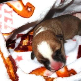 Rusty - Black and tan male American Corgi puppy in Kennewick, Washington from Corgis of Tricities