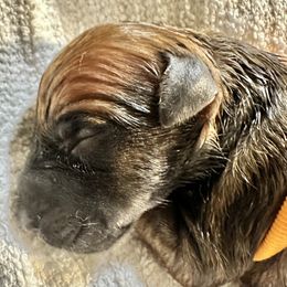 Jax - Wheaten male Soft Coated Wheaten Terrier puppy in Jones, Oklahoma from Cuilinn Wheatens