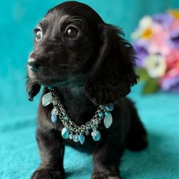 Hector - Black male Dachshund puppy in Lincoln, Arkansas from Red Dirt Dachshunds
