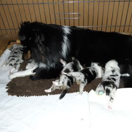 Shetland Sheepdog Puppies from Caraid Shelties