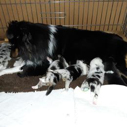 Shetland Sheepdog Puppies from Caraid Shelties