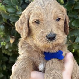 Dark Blue collar - Apricot male Goldendoodle puppy in Fontana, California from Grammy's Puppy Love doodles and poodles