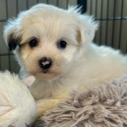 Puff boy 1 - White and black male Chinese Crested puppy in Rockvale, Tennessee from Cosmic Chinese Cresteds & Wind-Echo Poodles