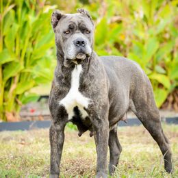 Athena - Cane Corso