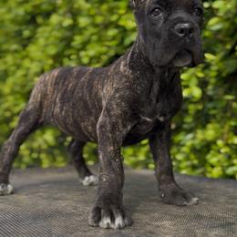 Brindle Female - Chestnut brindle female Cane Corso puppy in California from Donato Kennels