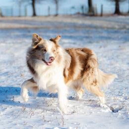 Shadow - Border Collie