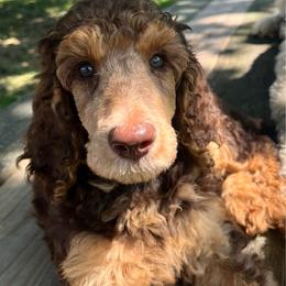 Margot Robbie - Phantom female Poodle puppy in Mount Gilead, Ohio from Cats Creek Standard Poodles