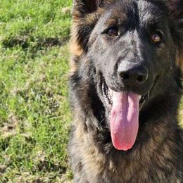 Mayhem - German Shepherd