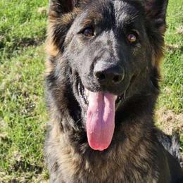 Mayhem - German Shepherd