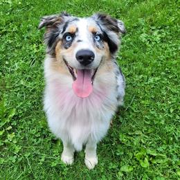 Australian Shepherds from E&C Australian Shepherds