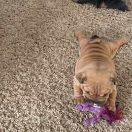 Bulldog and French Bulldog Puppies from Blues City Bulldogs