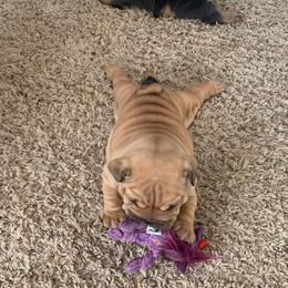 Bulldog and French Bulldog Puppies from Blues City Bulldogs