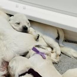 First Pick Male - Light golden male Golden Retriever puppy in Alaska from Birchwood Goldens