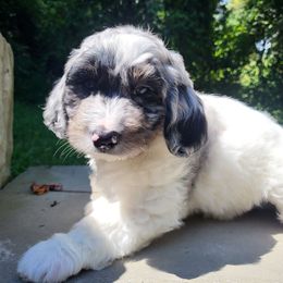 Black collar - Merle male Goldendoodle puppy in Fairmont, West Virginia from Mountainside Doodles, LLC