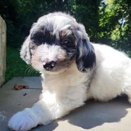 Black collar - Merle male Goldendoodle puppy in Fairmont, West Virginia from Mountainside Doodles, LLC