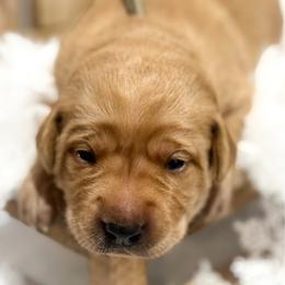Teal Female - Yellow female Labrador Retriever puppy in Franklin, Virginia from Oak Hollow Retrievers
