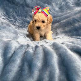 Dasiy - Cream female Havapoo puppy in Tennessee Colony, Texas from Poodle an Doodles 3:16