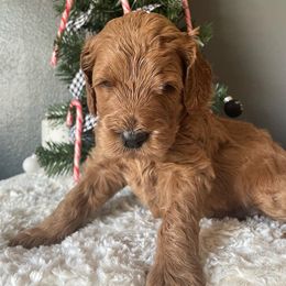 Goldendoodle Puppies from Ice Family Goldendoodles