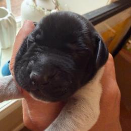 Fredonia - Black roan female German Shorthaired Pointer puppy in San Antonio, Texas from Alvarado Farm Kennels, LLC
