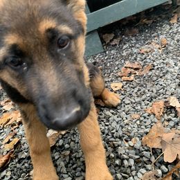 German Shepherd Puppies from Bidwell Knight Shepherds
