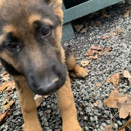 German Shepherd Puppies from Bidwell Knight Shepherds