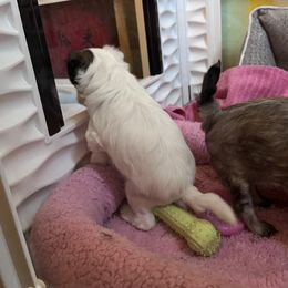 Lowchen Puppies from Potrero Lowchen