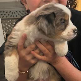 Glacier - Blue merle male Miniature Australian Shepherd puppy in Shingle Springs, California from Dream Dog Mini Aussies