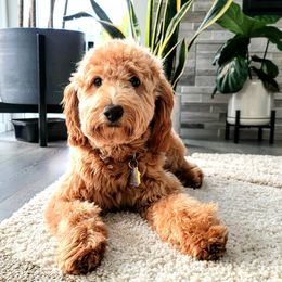 Betty - Goldendoodle
