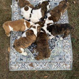 Bulldog puppies from Dowds Bulldogs