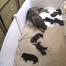 German Shepherd Puppies from Evansstadt German Shepherds