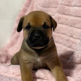 Grey Collar N - Fawn female Cane Corso puppy in Paris, Texas from Knucklehead Cane Corso
